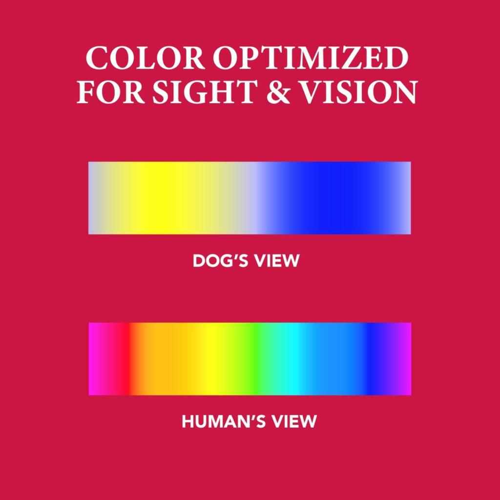 hunting dog training - vision matters