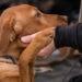 gun dog hunting dog training first aid