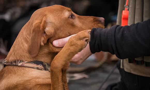 what was the first hunting dog