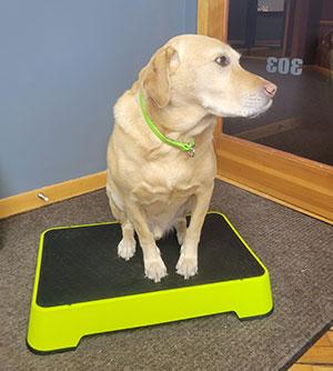 Huntmark Place Board Dog Training Side Profile