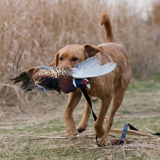 Huntmark Dog Bumper Training, Gun Dog Gear Hunting Supplies