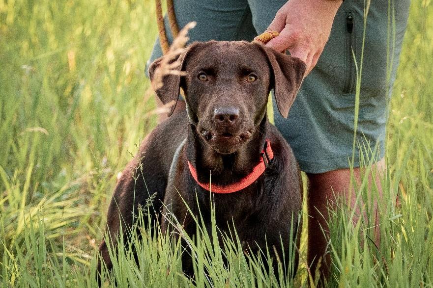 commands for gun dogs