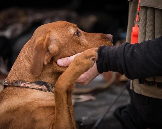 Gun Dog Training Basic Obedience