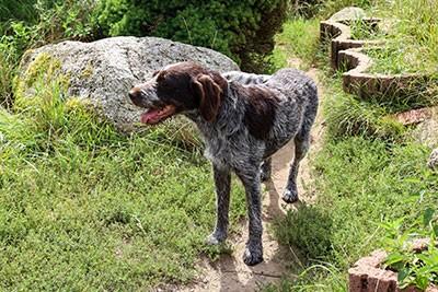 Wirehaired and English Pointer optimized