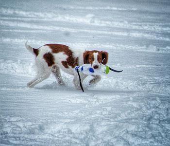 brittany spaniel pointing optimized