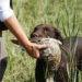 Force Fetch Training in Hunting Dogs
