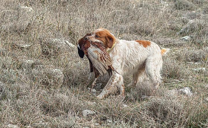 bird dog skill training exercise