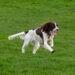 how much exercise do gun dogs featured