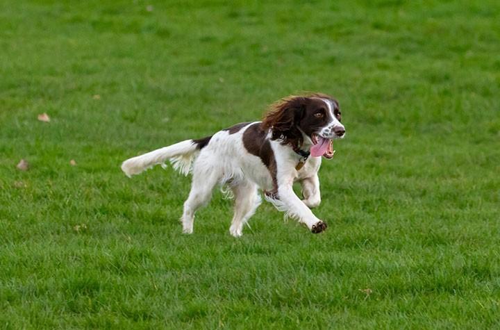 how much exercise do gun dogs need springer spaniel running