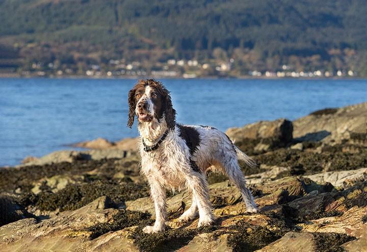 tailoring an exercise regimen for the elite gun dog