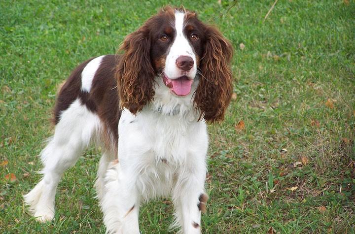 springer gundog