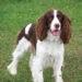 springer gundog running optimized