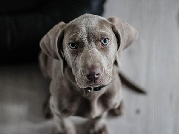 Curing gun shyness in dogs