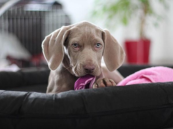 weimaraner lack of incremental exposure