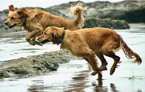 daily exercise for senior dogs