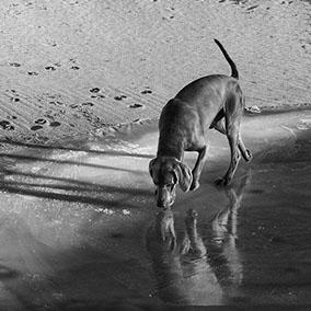 dog drinking