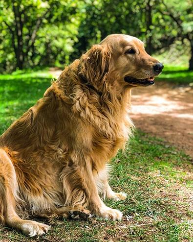 overweight senior dog