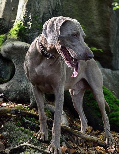 retiree senior hunting dog