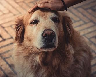 senior dog vision impairment