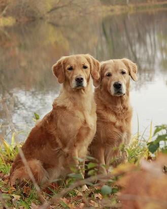 senior dogs hearing loss