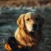 senior golden retriever hunting dog