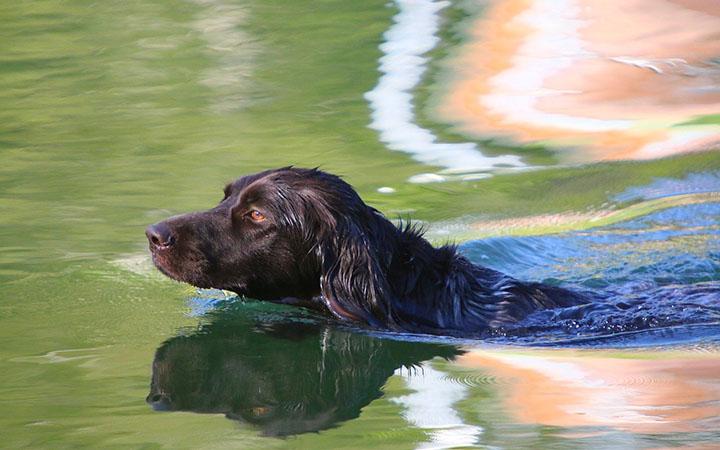 boykin spaniel in water