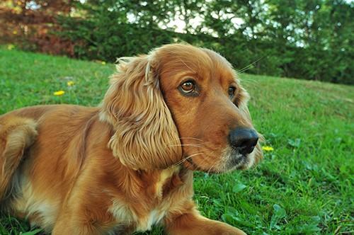 Understanding Gun Dog Body Language