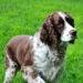 english springer spaniel training