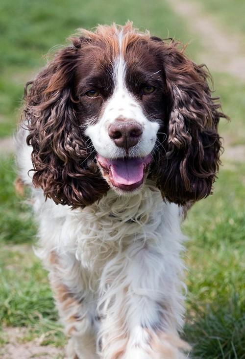 english springer spaniel