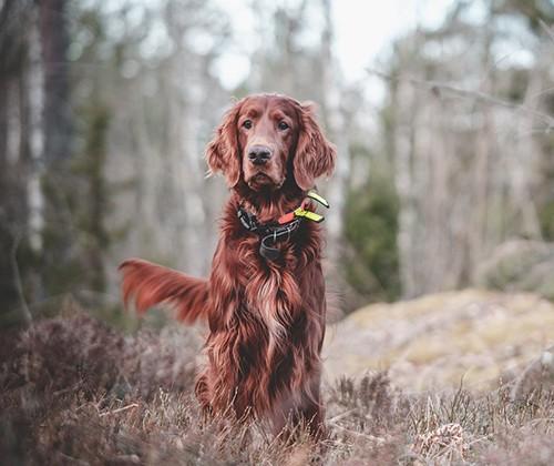 irish setter