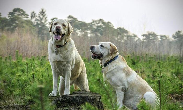 labrador retriever basic command