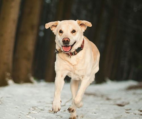 running labrador retriever