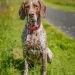 german shorthaired pointer