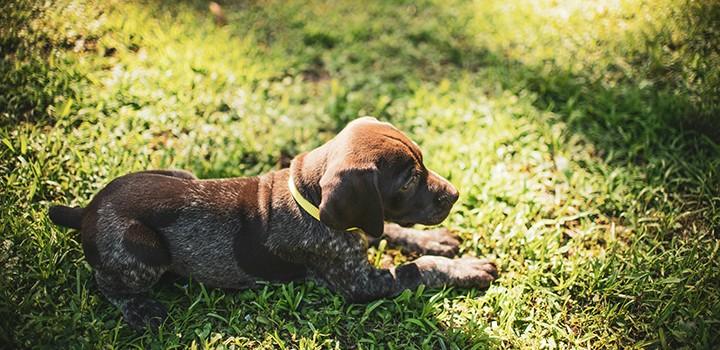 german shorthaired pointer puppy