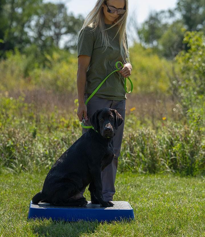 hunting dog Steady in Any Condition